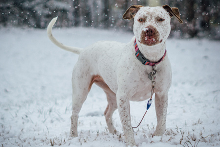 Spring Lake Dog Walking Service